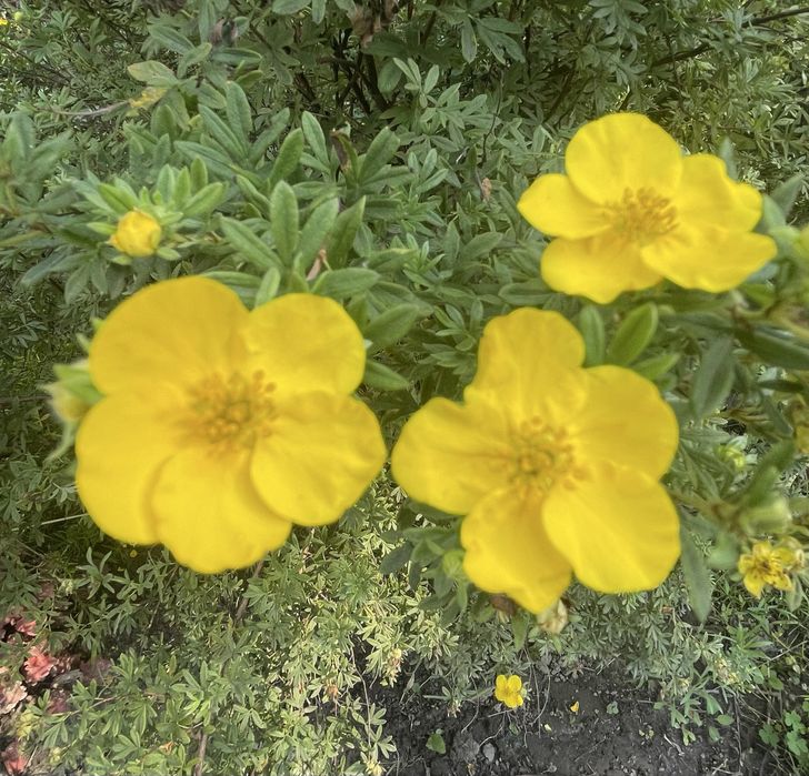 Лапчатка - Перстач Goldfinger та McKay'sWhite