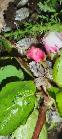 Prosionki Porcellio laevis “dairy cow"