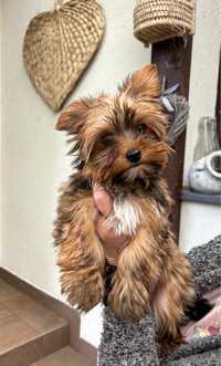 Śliczny piesek Ulisses Yorkshire Terrier