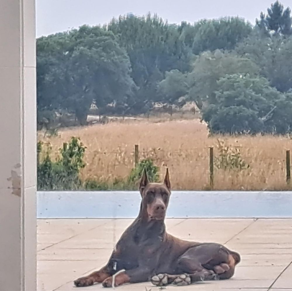 Doberman macho excelente