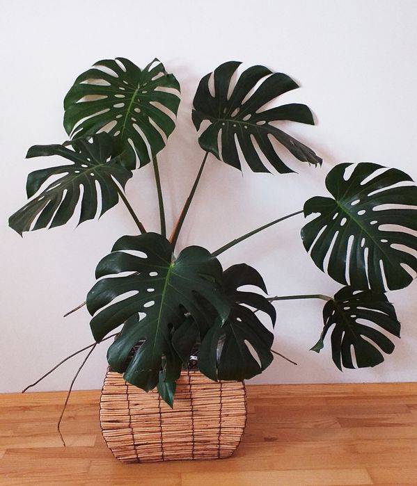 doniczka boho doniczka wiklina doniczka rattan osłonka vintage