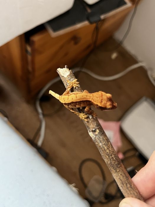 Gekon orzęsiony rozne