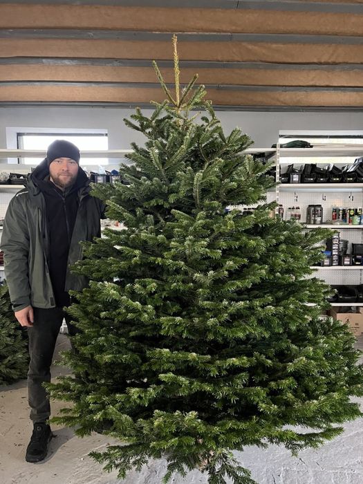 Ялинка жива на новий рік Ялиця Нордмана Преміум пушиста Піхта, Пихта