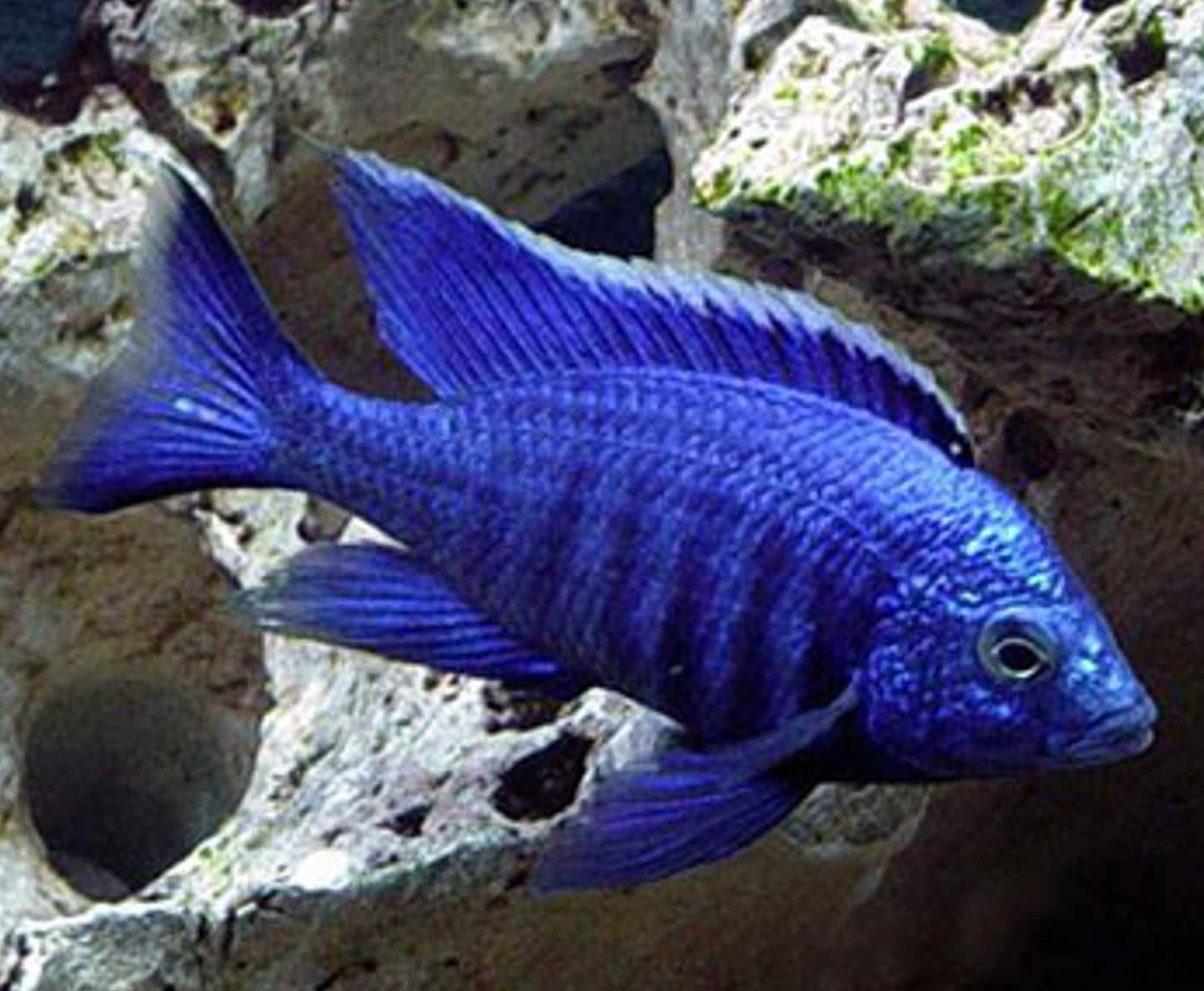 Copadichromis azureus - Pyszczak - dowozimy do klienta, wysyłamy
