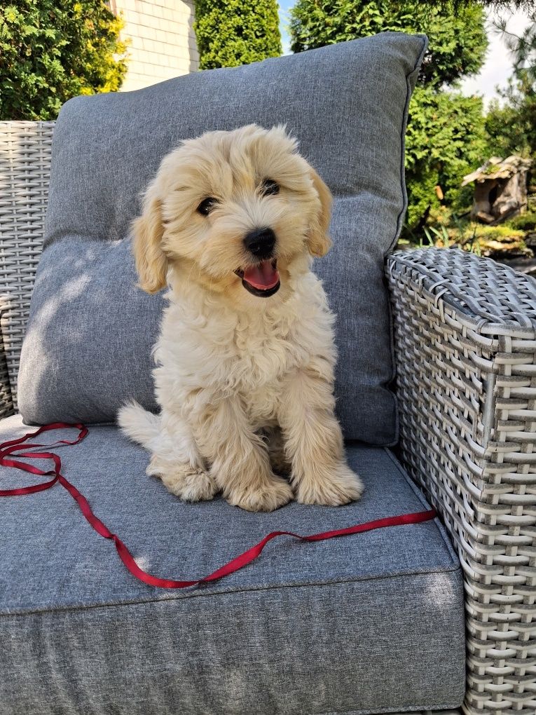 Śliczna suczka Maltipoo