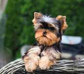 Yorkshire terrier suczka ZKwP