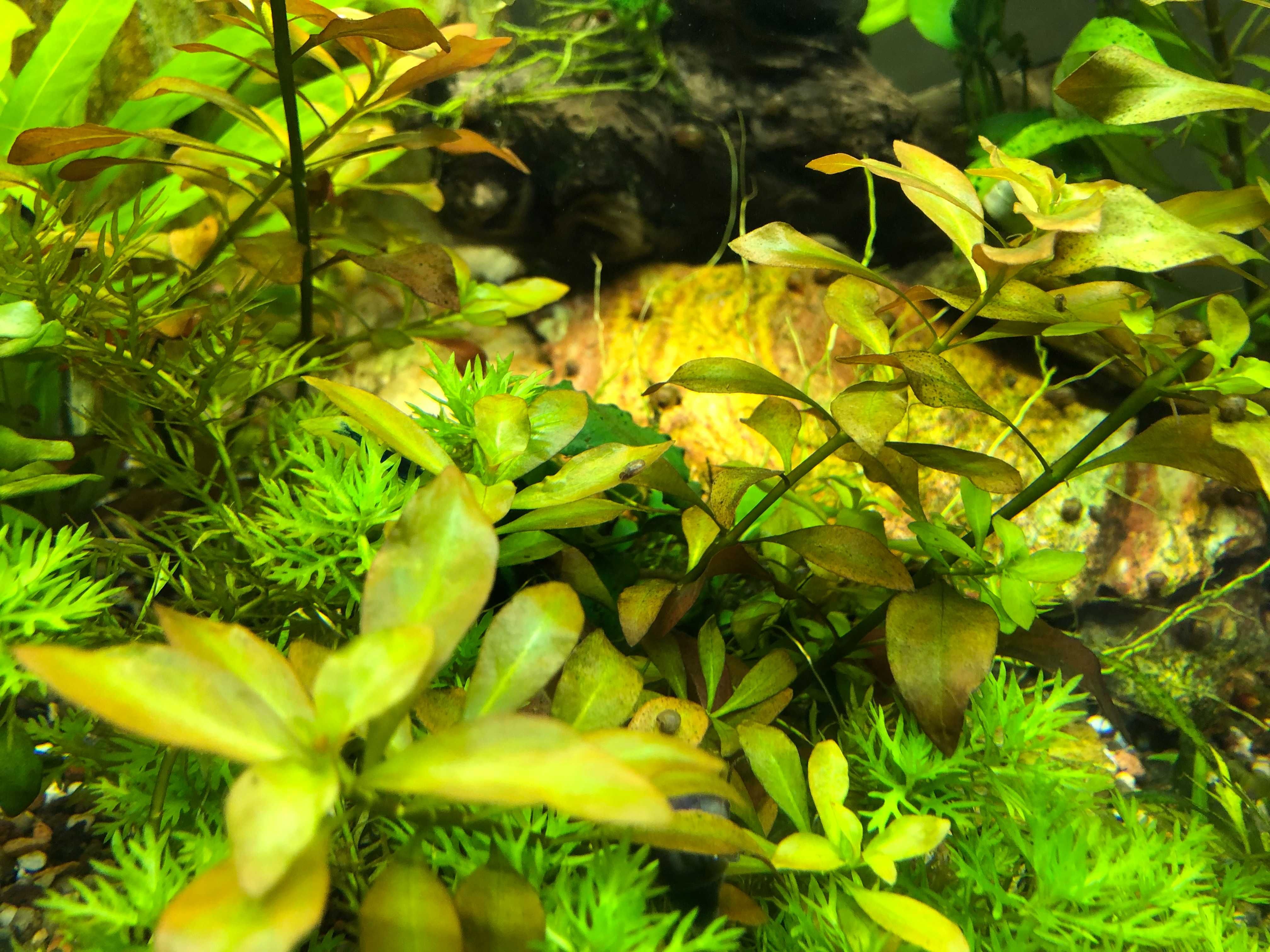 Roślina akwariowa Ludwigia Repens !