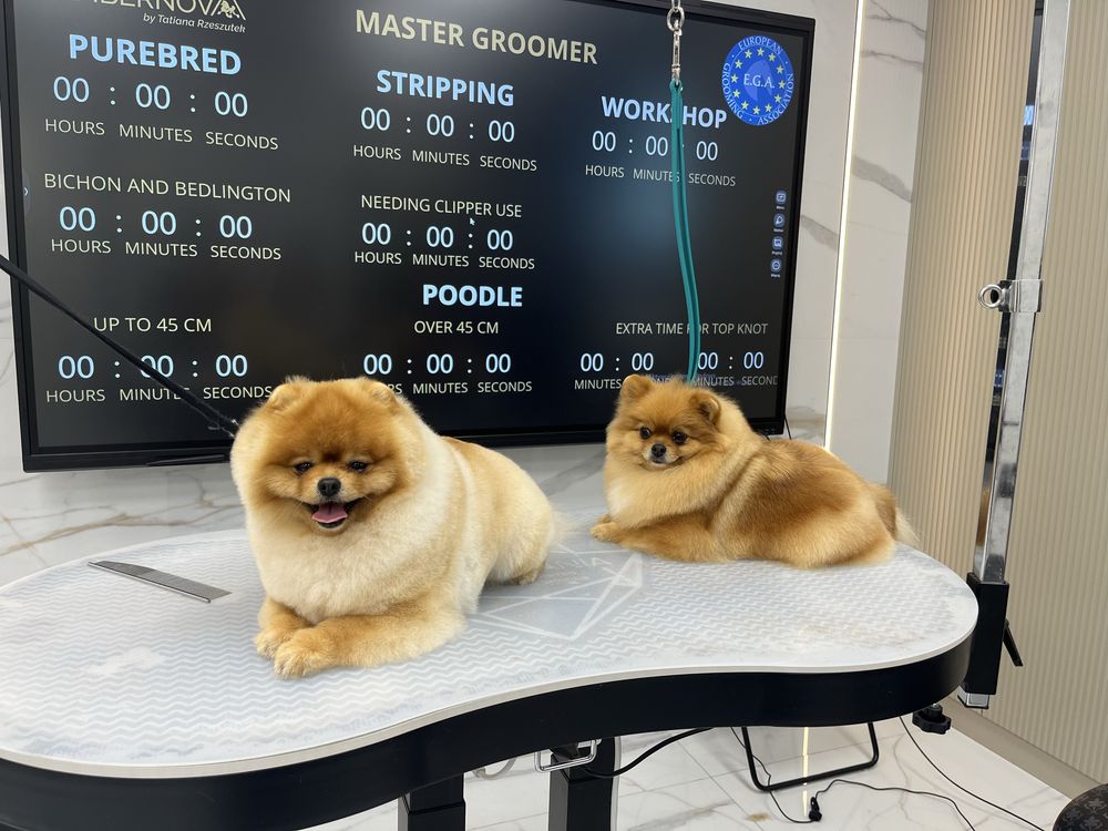 Pomeranian miniaturowy-OTYLIA BOO