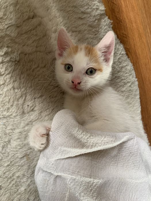 Oddam kotki za darmo