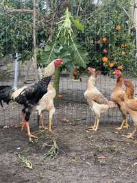 Ovos de indio gigante, gansa e aves disponiveis