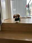 Shih Tzu szczeniaczek