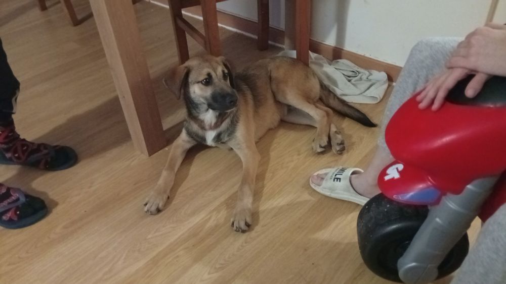 Adoção de cão bebe