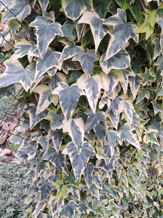 Плющ вуличний , осока