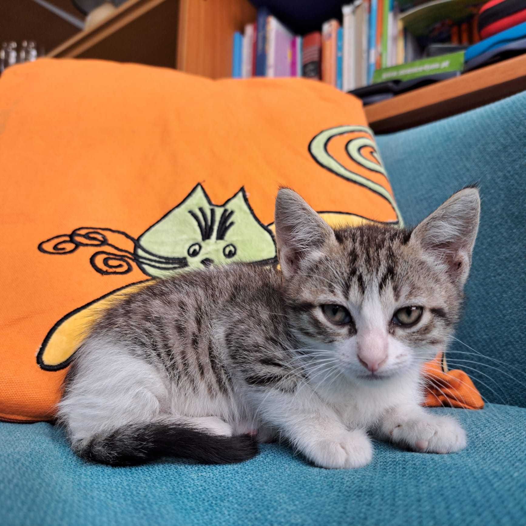 Dá-se gatinhos bebés