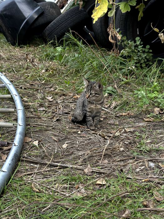 Кошенятка в добрі руки | кошенята | коти | кішки