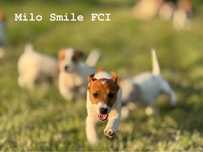 Szczeniak pies jack russell terrier  ZKwP FCI