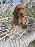 Cockapoo szczeniak