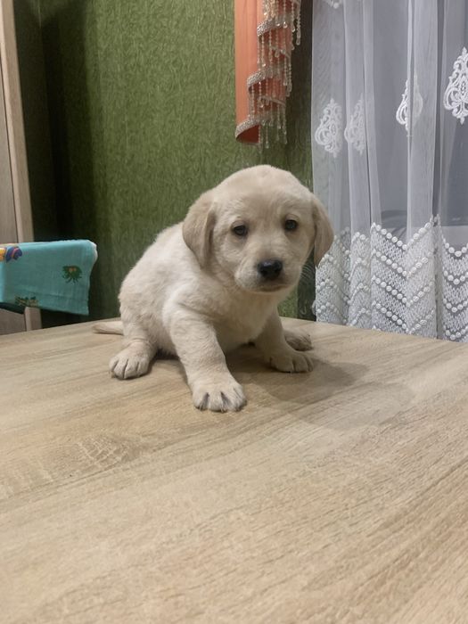 Продам цуценят Лабрадорів