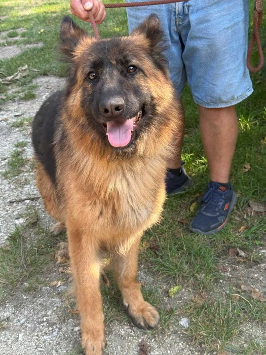 Melcia- sunia owczarka niemieckiego prosi o dom