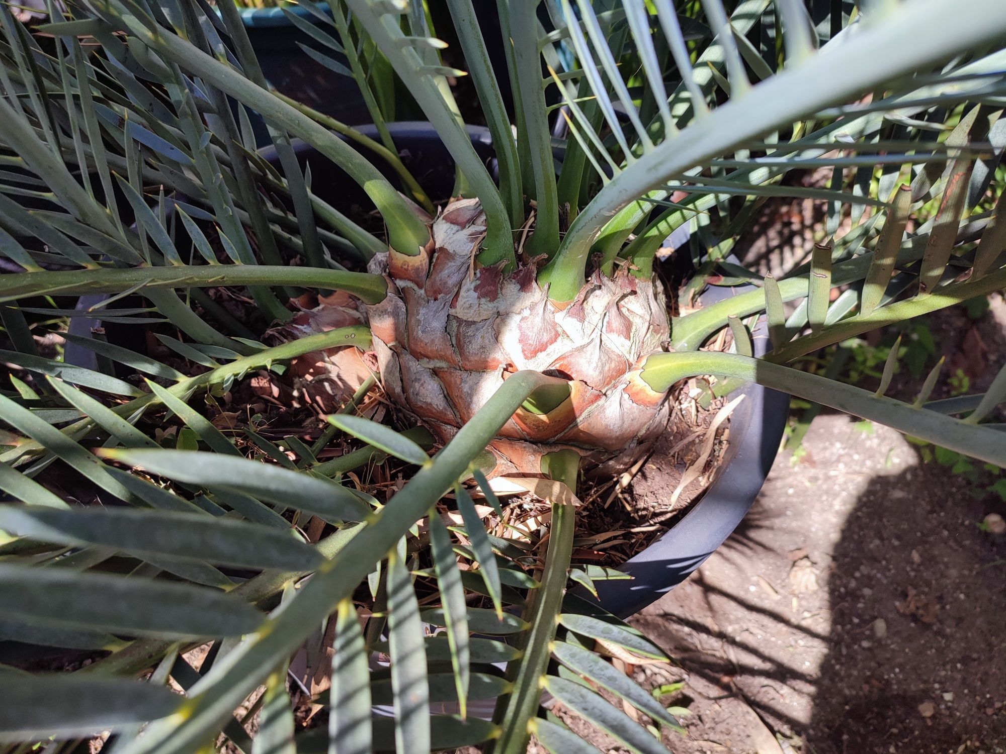 Encephalartos lehmannii