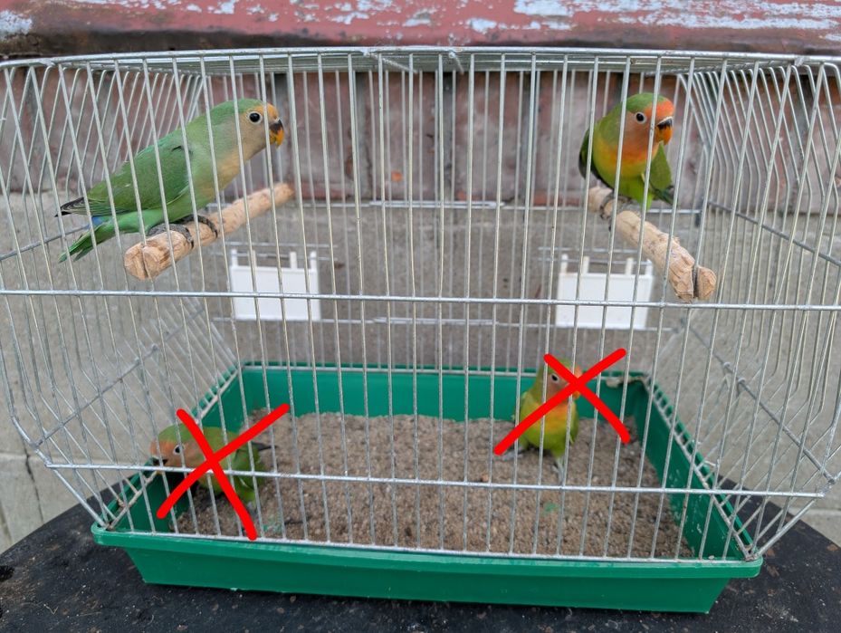 Młode papugi nierozłączki