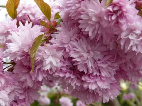 Wiśnia japońska Zakura, pełne kwiaty  WYSYŁKA