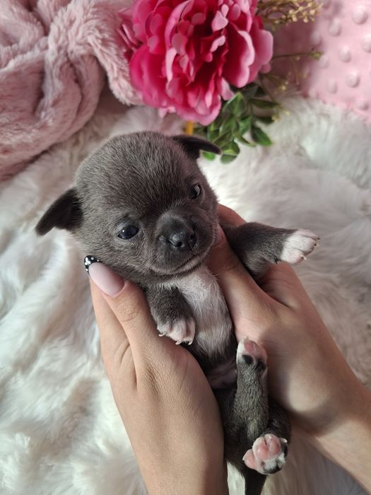 Chihuahua krótkowłosy BLUE Lolek