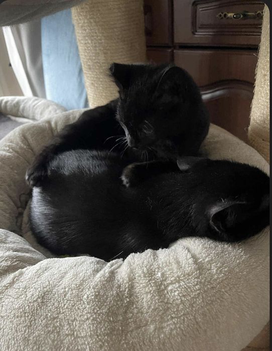 Dwa cudne kocurki do adopcji