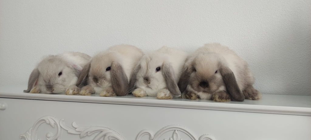 Mini Lop królik gotowe do odbioru