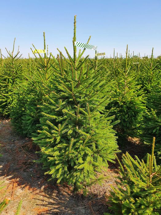 Jodła, Świerk ukorzenione rosnące w donicy 100 - 250 - TuChoinki.pl