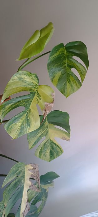 Monstera marmorata Aurea