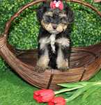 Yorkiepoo, Yorkipoo york & pudel toy nie maltipoo maleńka suczka