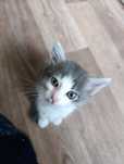 Котенята в добрі руки
