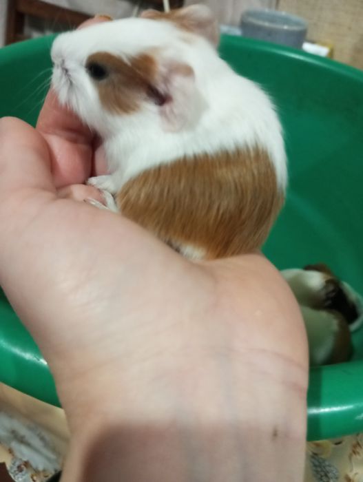 Продам морских свинок