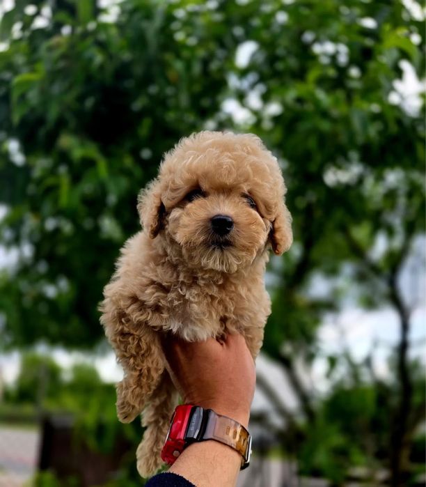 От 800€ Гипоаллергенные мини Мальтипу ф1 maltipoo щенята Мальтипу ф2