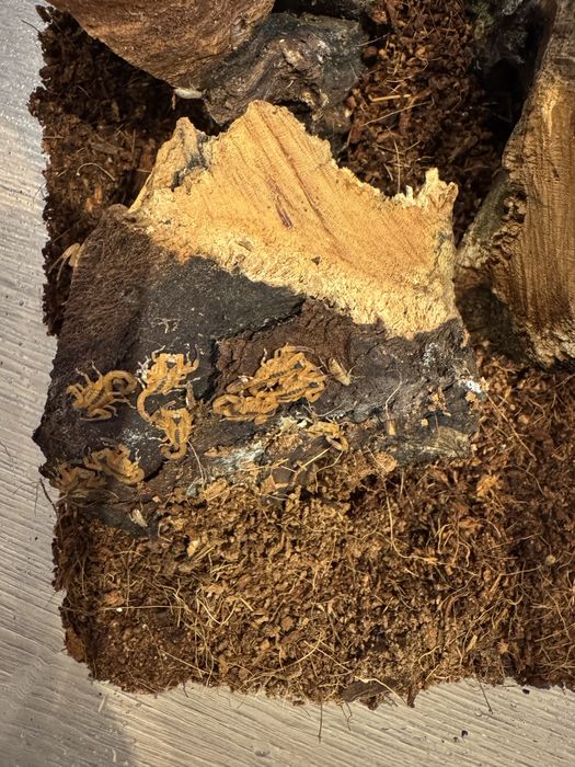 Skorpiony tityus stigmurus