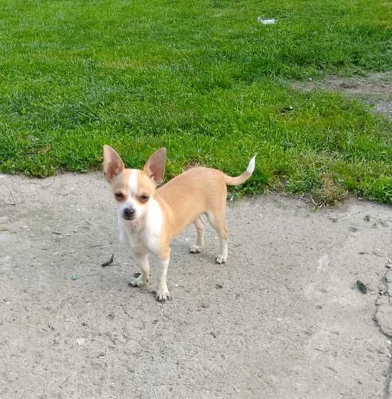 Chihuahua chłopiec