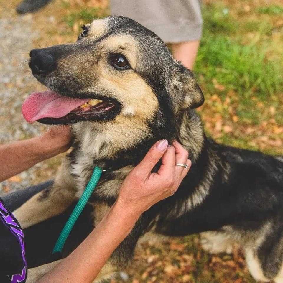 Pies do adopcji. Sam uśmiech, radość, wdzięczność.