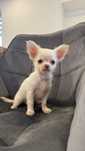 Piesek Chihuahua
