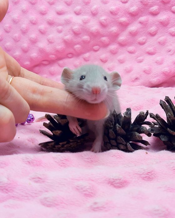 Крысы,крыски,крысята дамбо,клетки,корма,аксессуары