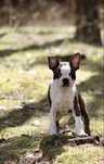 Boston terrier szczeniak suczka pregowana