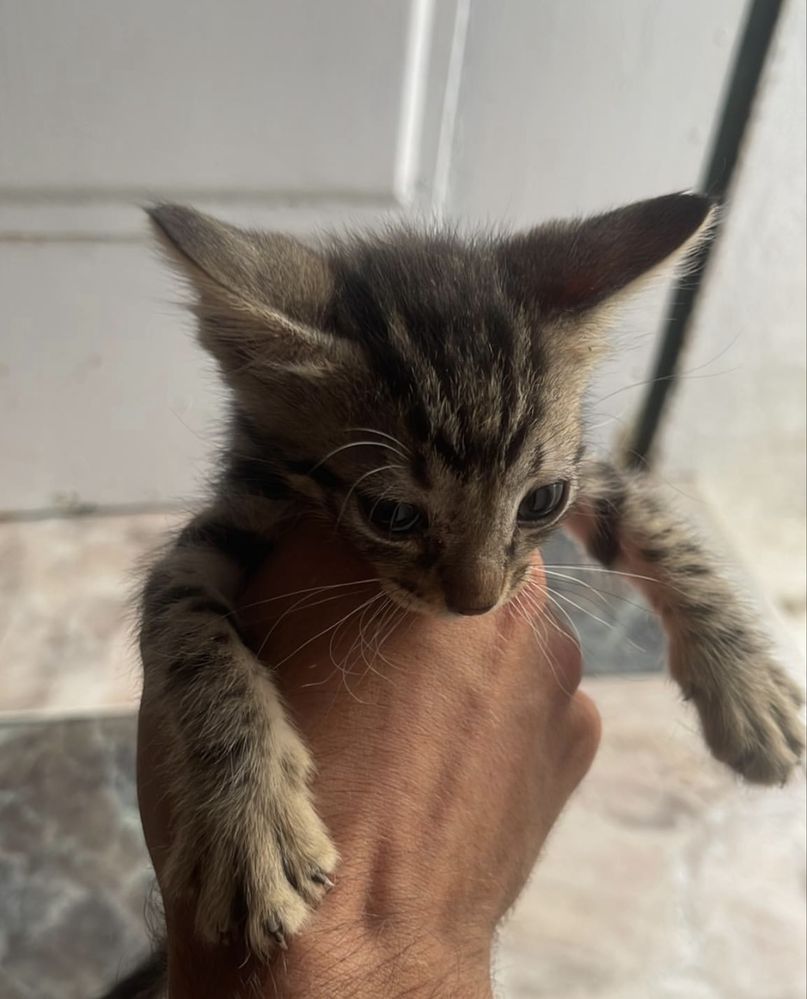 Dou um gatinho macho a quem o vier buscar!