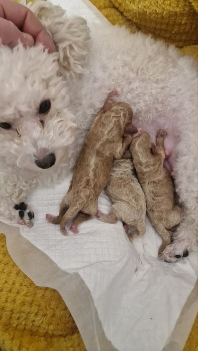 Щенок той пудель