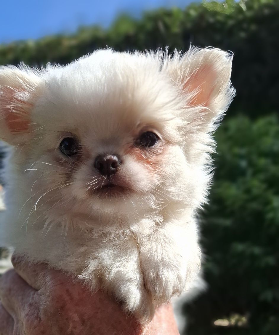Chihuahua cudny piesek