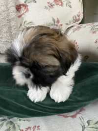 Shih tzu piesek Tycio