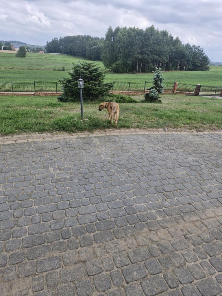 Suczka 7 miesięcy szuka domu.