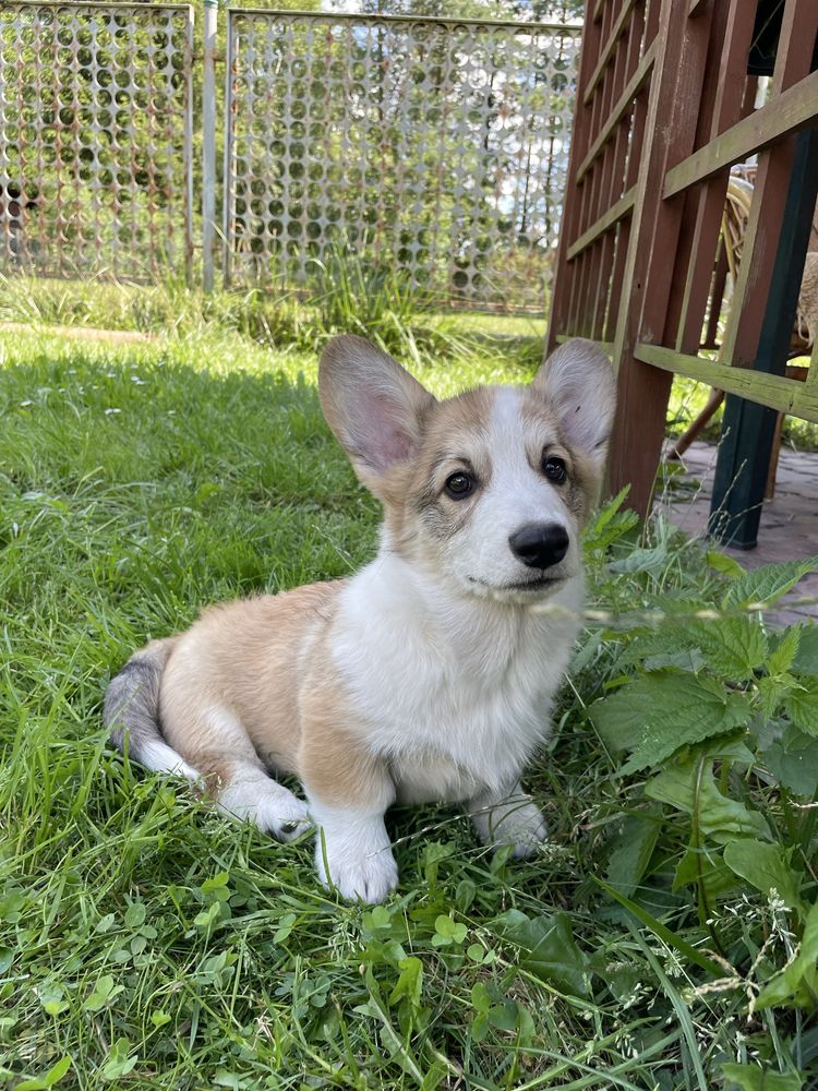 Szczeniak Welsh Corgi Pembroke