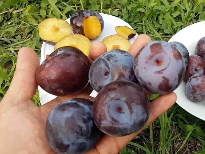 Продам саженцы Сливы Харьков