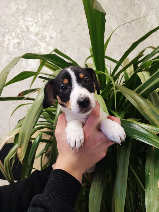 Мальчик джек-рассел-терьер с черно-белым окрасом