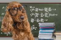 POPRAWKI I ZALEGLOŚCI Przyszły nauczyciel - korepetycje matematyka